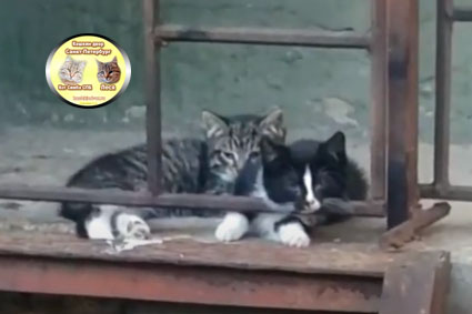 Тарантинка и Кекся котята кошки без лапки Тиктокши