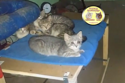 Пять котят сестер и одна из них слепая Сонька, сделал им спальное место в подвале.