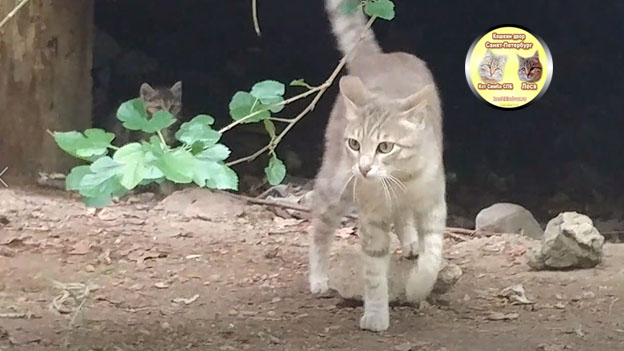 Усатый нянь кот Олежка и котенок Лиса, воспитывает котенка